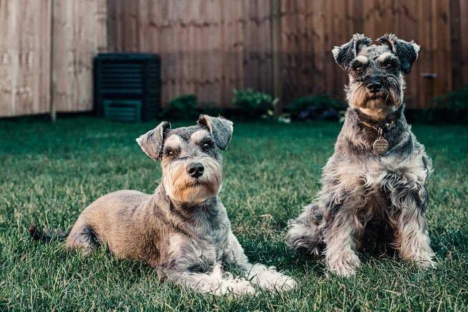 Standard Schnauzer dog — care guide featured image. Photo by Sebastian Coman Travel on Pexels.