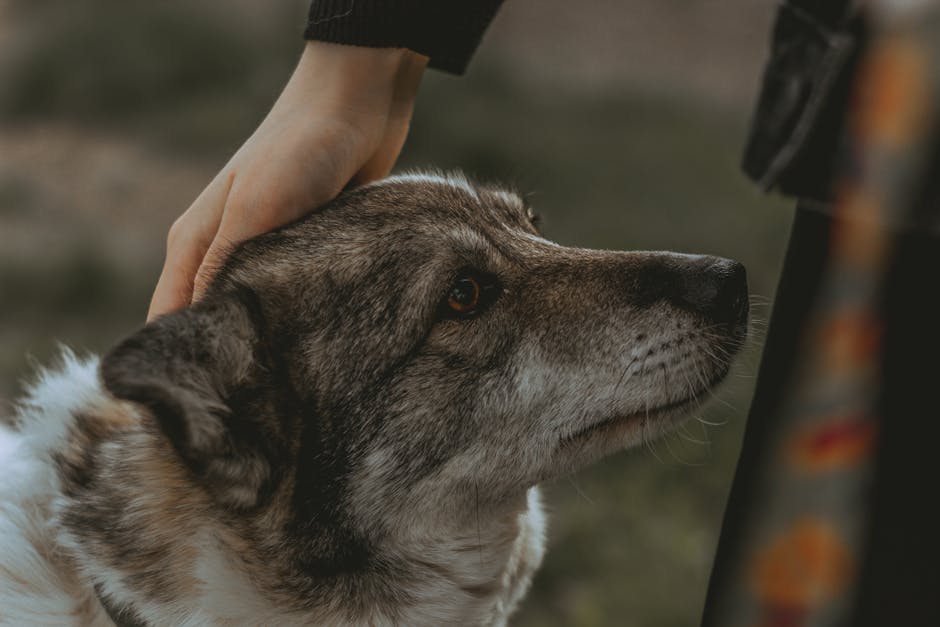 Swedish Vallhund dog — care guide featured image. Photo by Aleksey Nosov on Pexels.