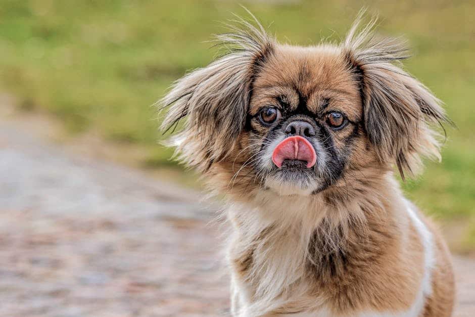 Tibetan Spaniel dog — care guide featured image. Photo by Gundula Vogel on Pexels.