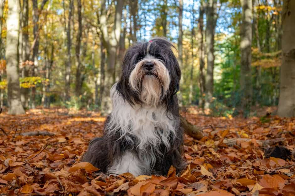 Tibetan Terrier dog — care guide featured image. Photo by Lorna Pauli on Pexels.