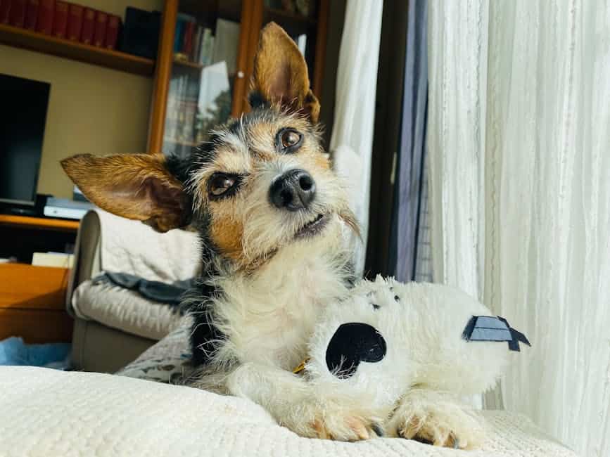 Toy Fox Terrier dog — care guide featured image. Photo by susana MaRo on Pexels.