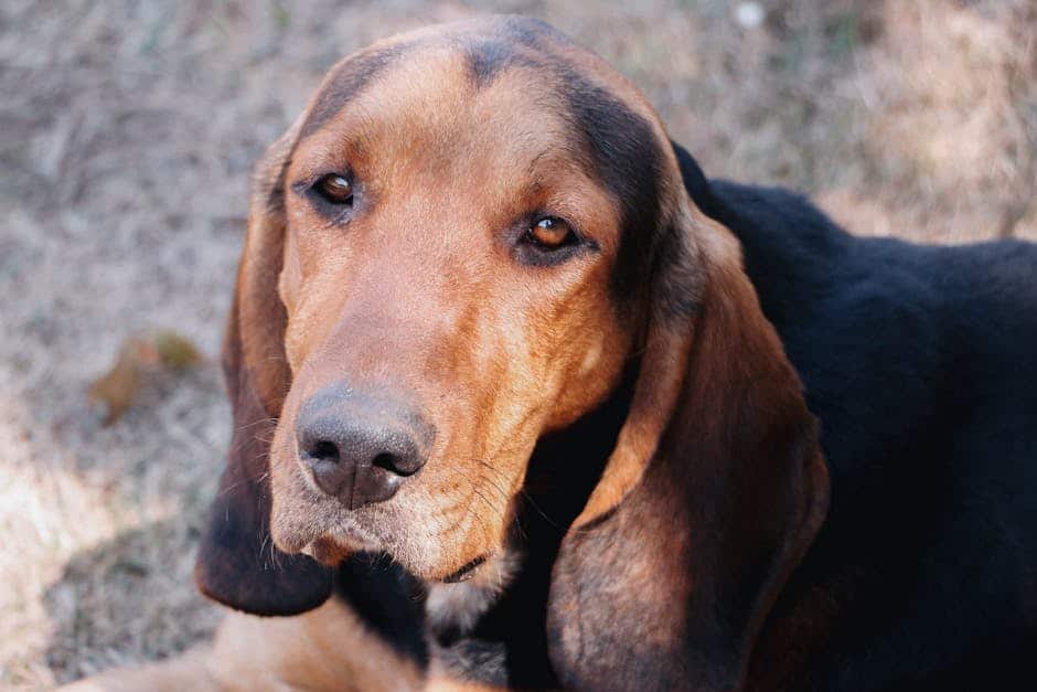 Treeing Walker Coonhound dog — care guide featured image. Photo by Thais Vitoria on Pexels.
