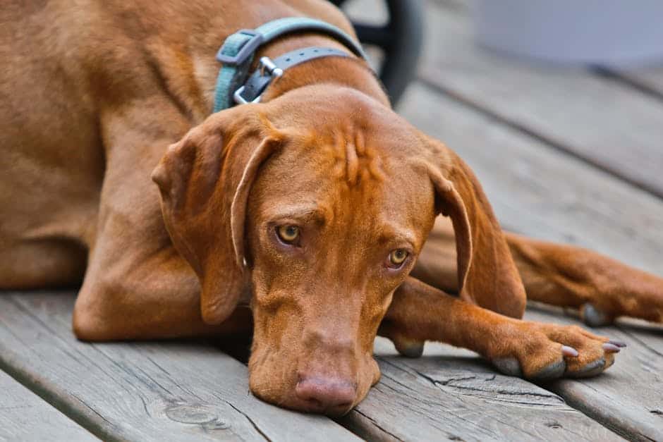 Vizsla dog — care guide featured image. Photo by Dale Heins on Pexels.