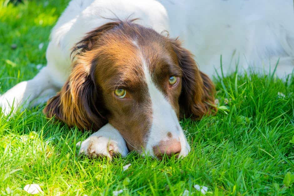 Welsh Springer Spaniel dog — care guide featured image. Photo by Lorenzo Manera on Pexels.