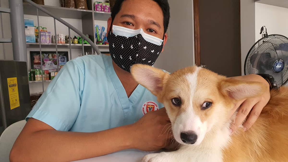 dog at vet checkup