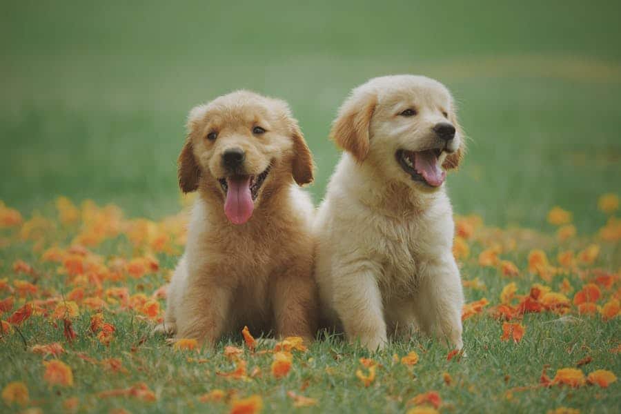 7 money saving pet tips for dogs and cats that actually work dog — breed characteristics and care guide