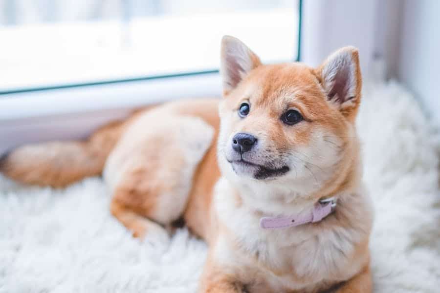 how to create a safe dog friendly balcony even in small apartments dog — breed characteristics and care guide