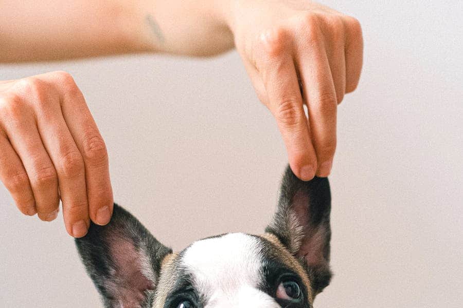potty training tips for apartment dogs even without a backyard dog — breed characteristics and care guide