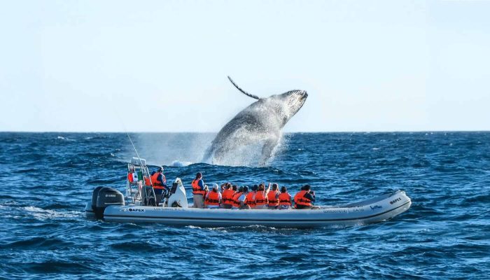 Cabodelsol-Whale Large Humpback Whale Breaching The Ocean Surface With Tourists On A Speedboat Watching In Cabo San Lucas, Mexico.