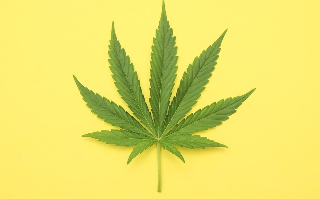 Why do we call it marijuana and not its proper name, cannabis?