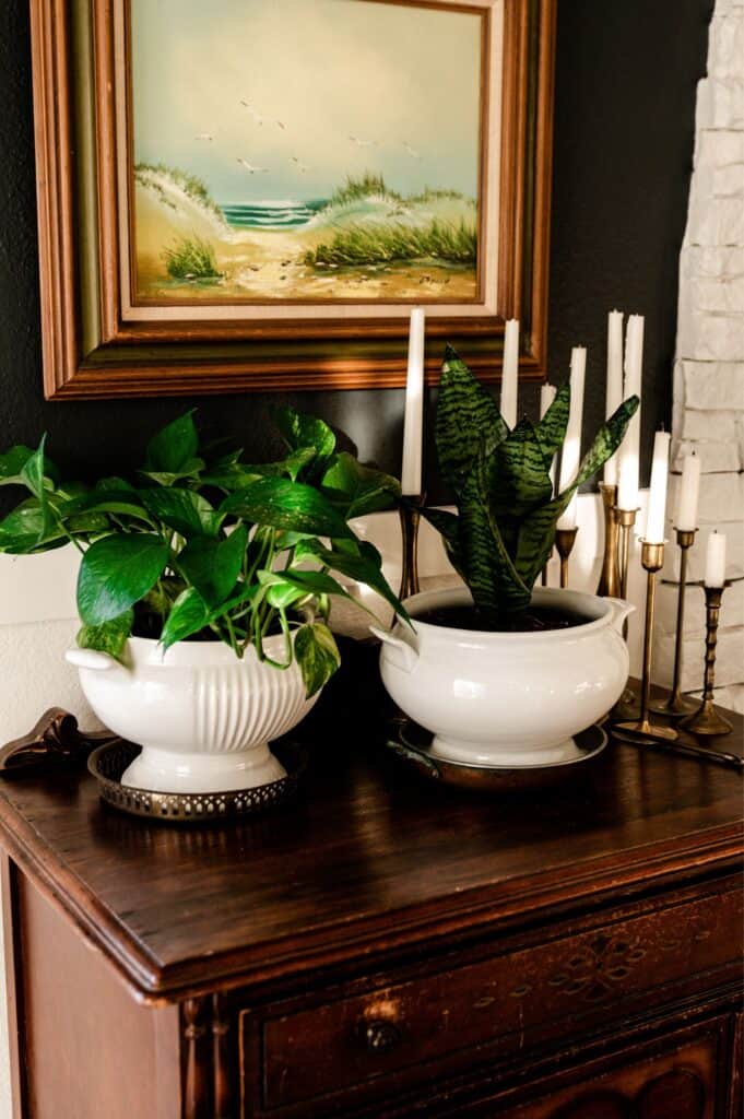 hanging indoor plants English Ivy Plant in Hanging Basket  Lush, Air-Purifying Indoor/Outdo   The Garland Guy