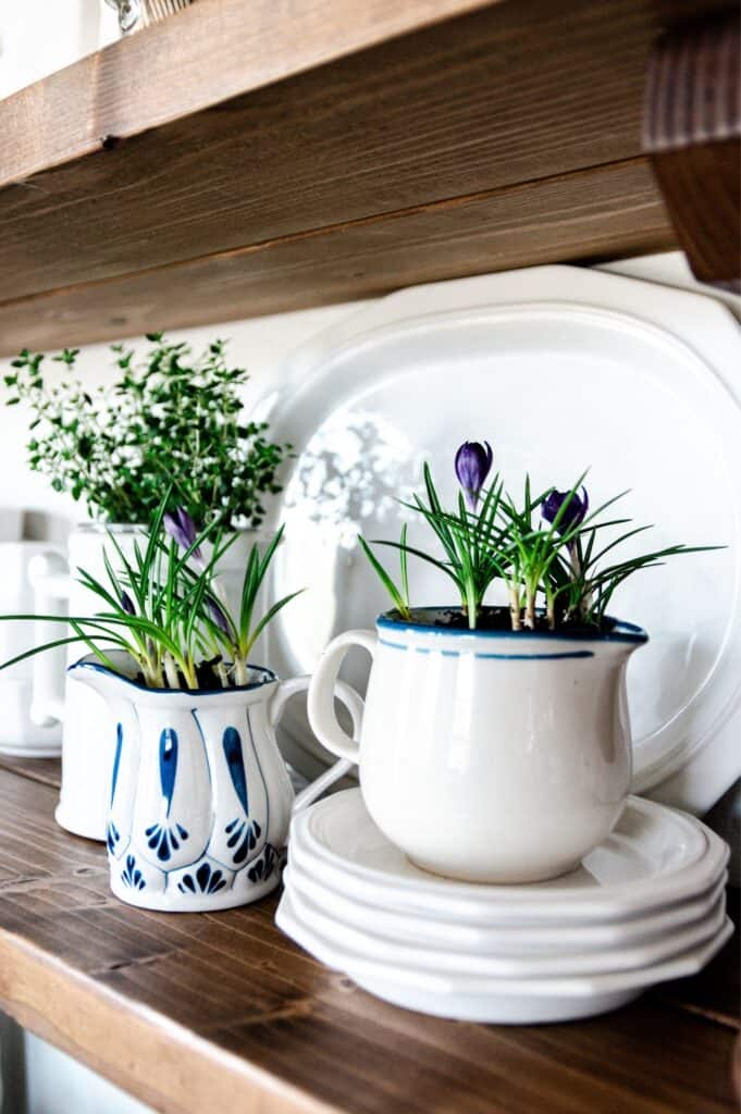 evergreen hanging plants Evergreen Hanging Spray