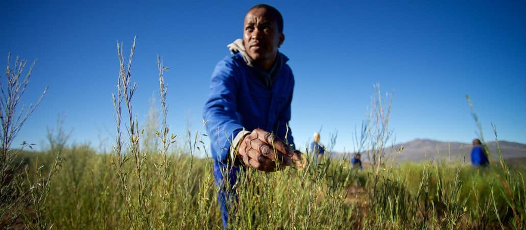 rooibos harvest