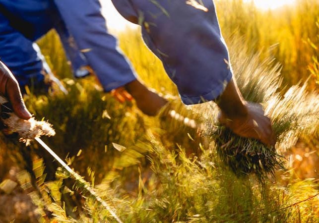 Carmien Rooibos Tea harvesting and processing
