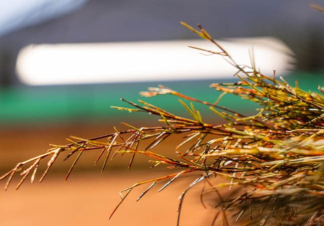 Freshly harvest rooibos plants