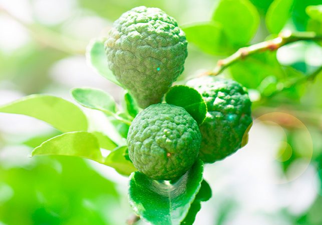 Bergamot