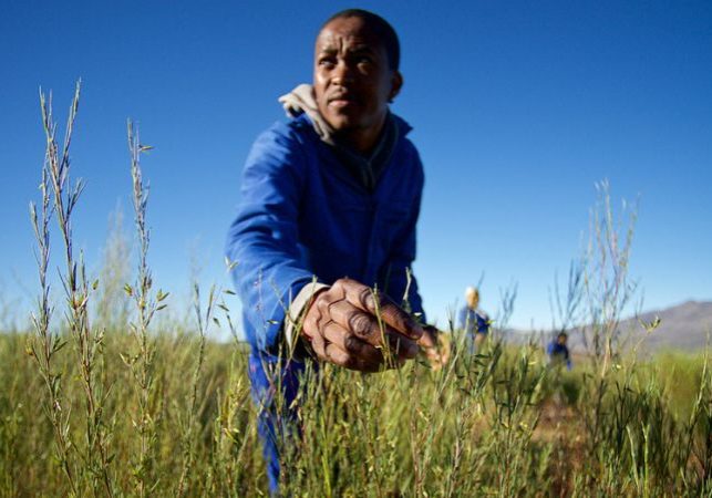 rooibos harvest