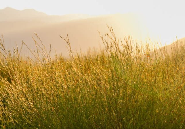 the sun shines through stalks of rooibos plants on the carmien tea farm