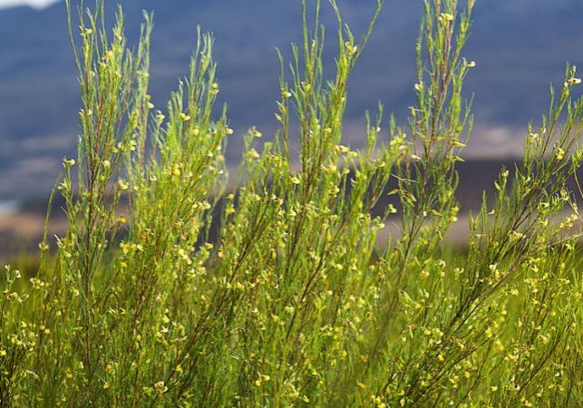 carmien-rooibos-tea-news-from-the-farm-may-2023 (1)