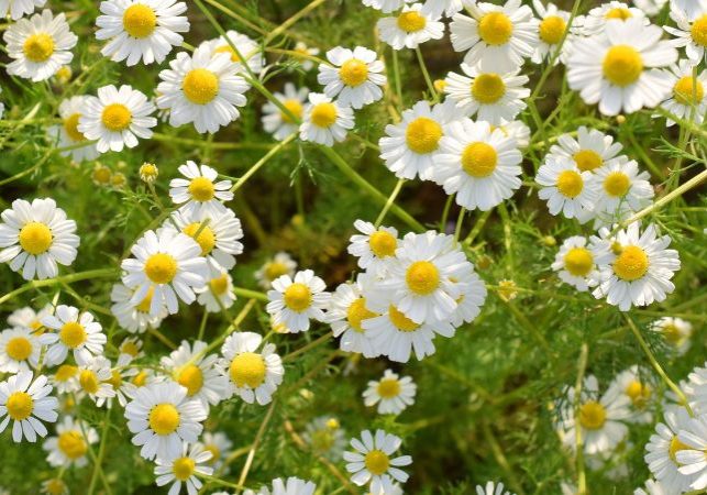 Chamomile