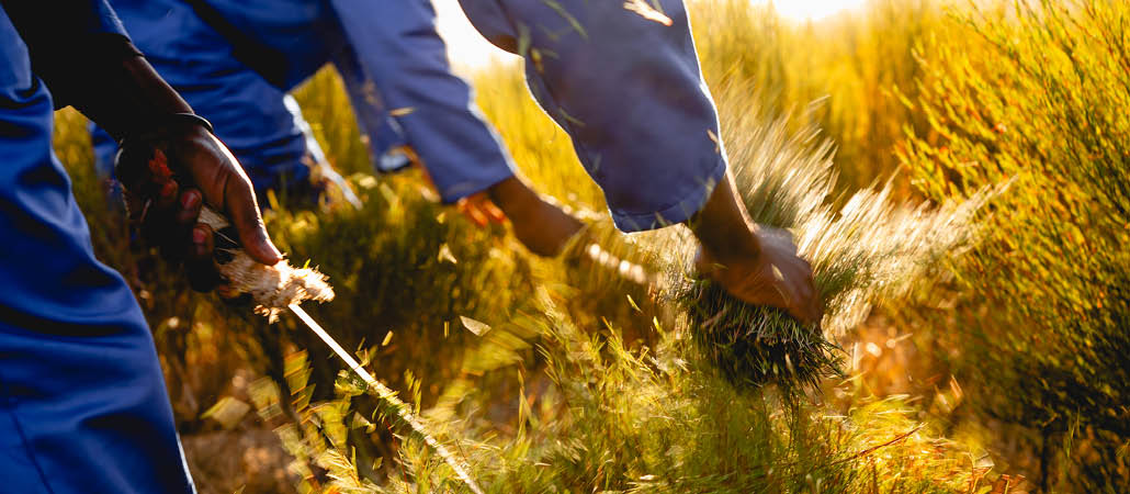 carmien rooibos tea harvesting and processing