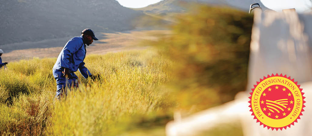 03252025_Carmien_SA_blog_banner_Understanding PDO and GI Status