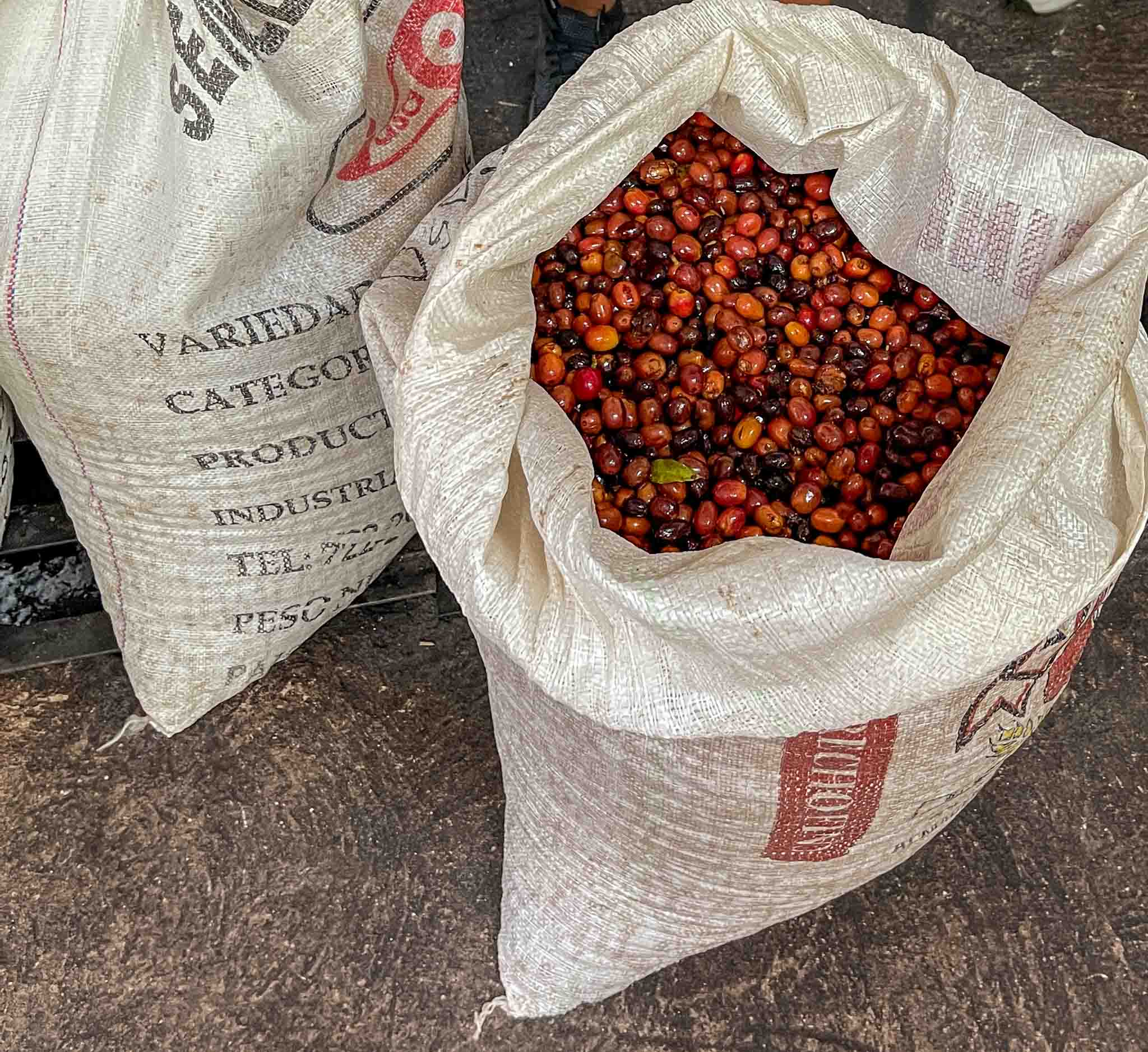 Close-up of a burlap sack filled with freshly harvested red coffee cherries in Panama