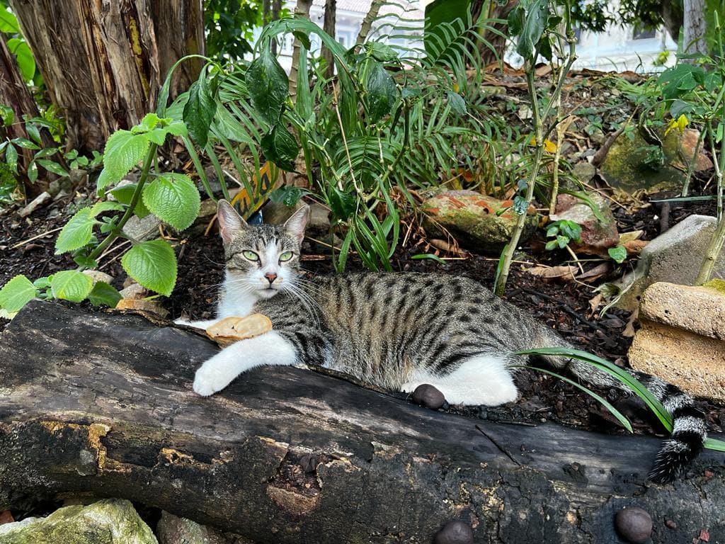 Tabby street cat lounging on a fallen log in a Casco Viejo garden, part of the Casco Cat Community care program