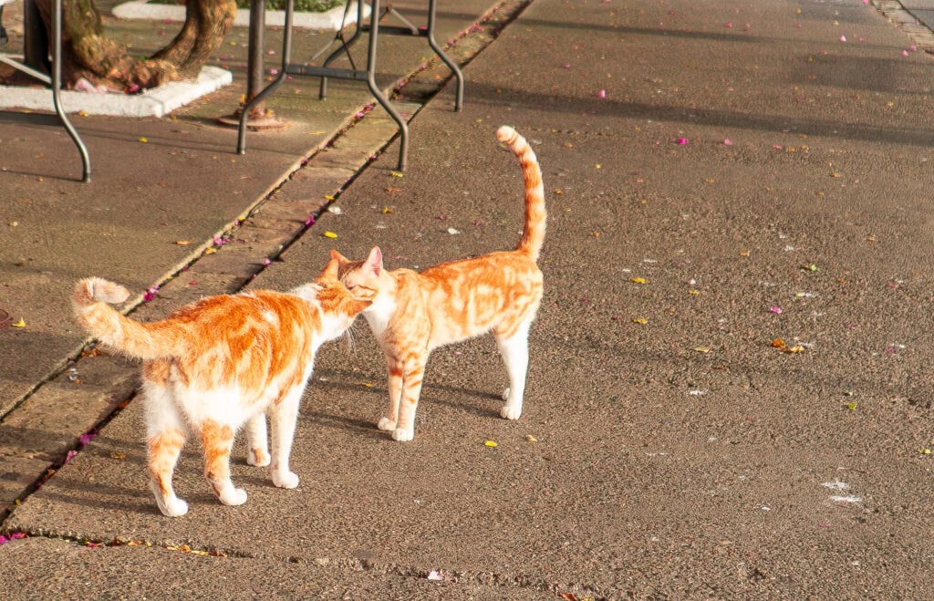 Two ginger cats gently touching noses in Casco Viejo, Panama, standing on a sunlit concrete path near café tables and fallen bougainvillea petals.