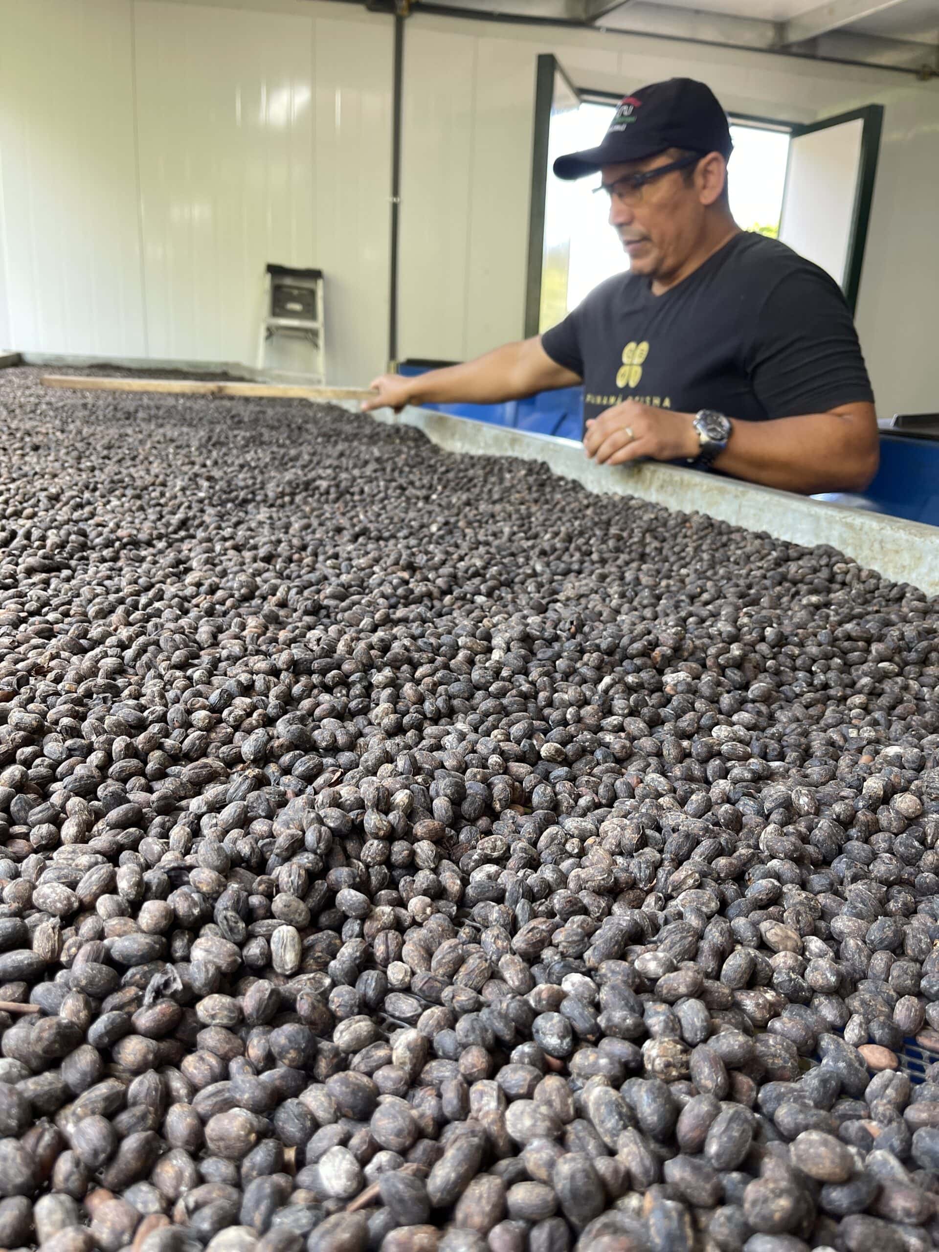 Inspecting naturally processed coffee beans at the drying station