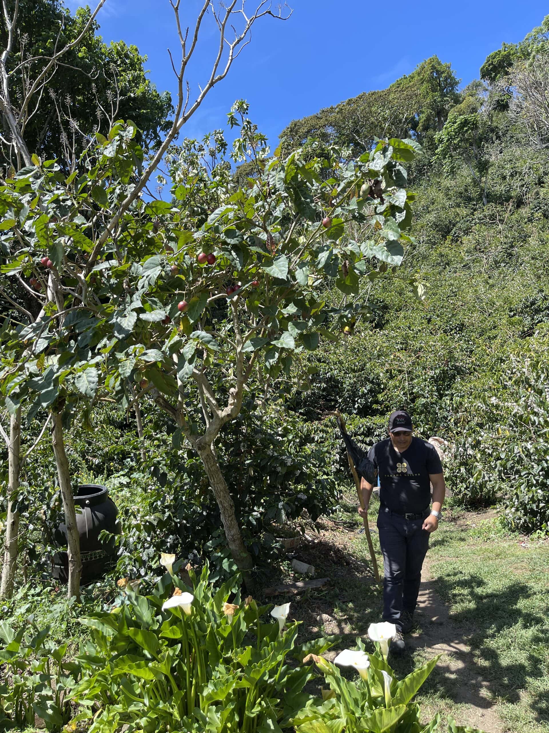 Walking through the coffee plantation at Elida Estate in Boquete