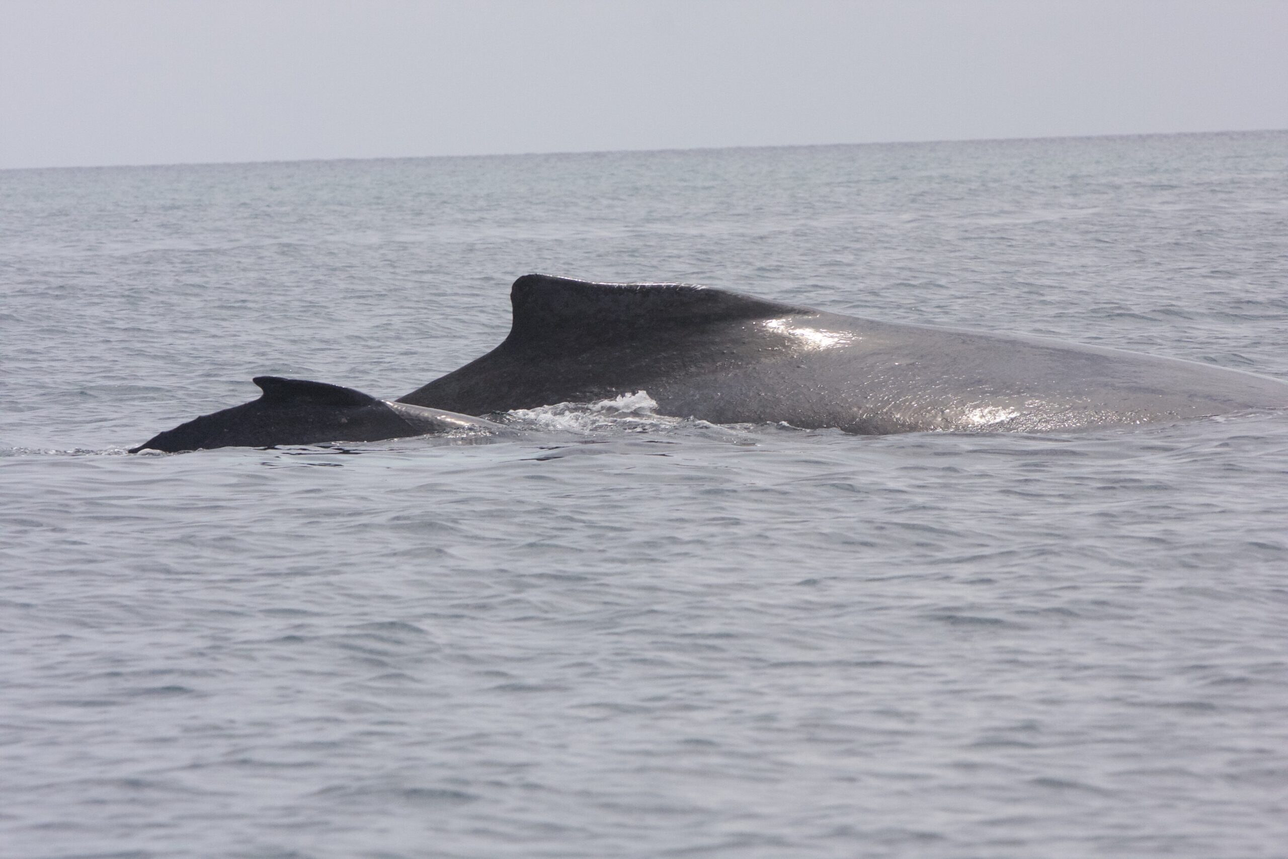 Humpback whale swimming off the coast of Contadora Island, Panama