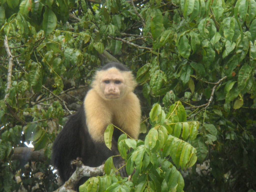 A capuchin monkey sits alert in the dense green foliage of the Panamanian rainforest.