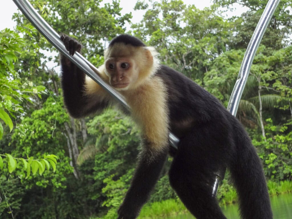 A capuchin monkey perched on a metal railing in the lush Gamboa Rainforest, surrounded by vibrant green jungle.