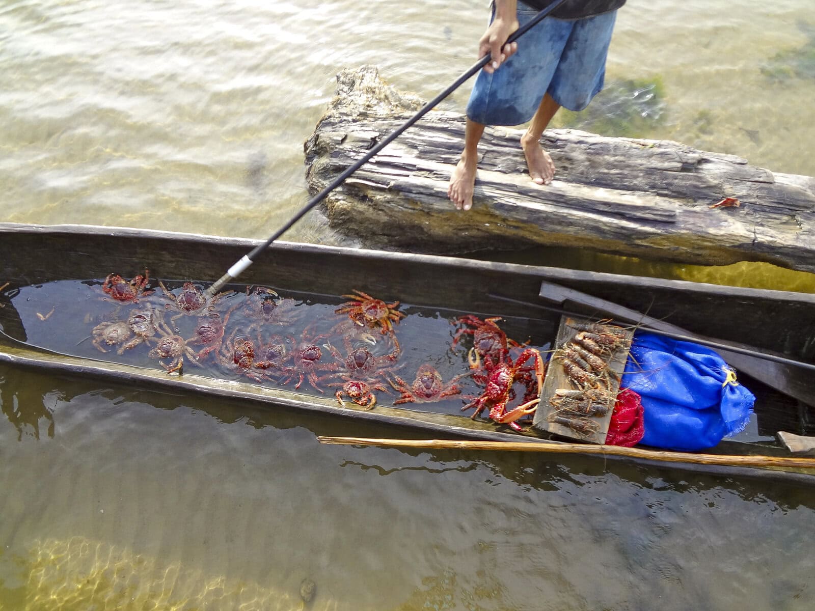 Traditional Guna Yala fisherman paddles a wooden canoe filled with live crabs in the clear shallows of San Blas, Panama.