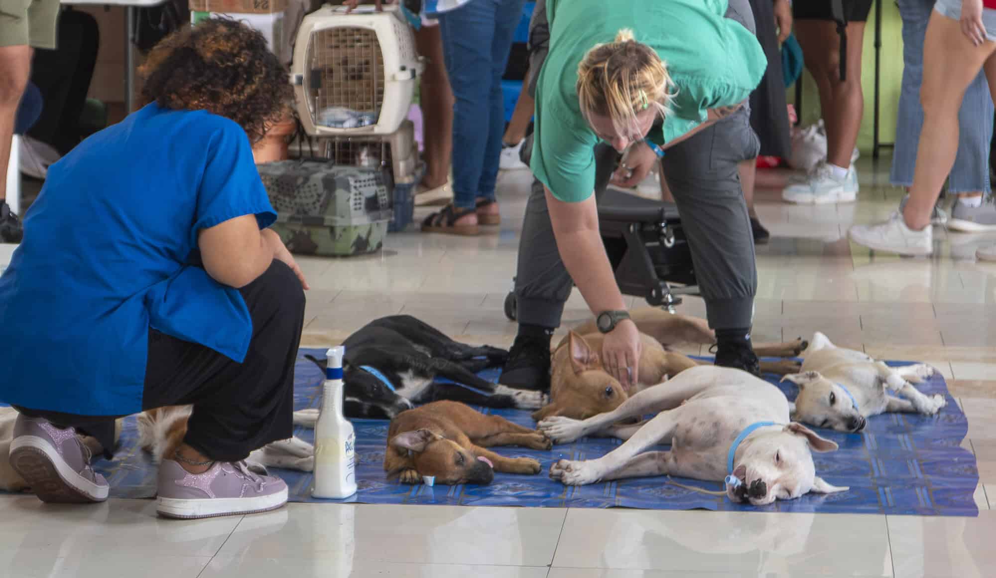 Dogs resting after surgery at the Casco Viejo spay and neuter clinic in Panama, cared for by the Spay Panama veterinary team