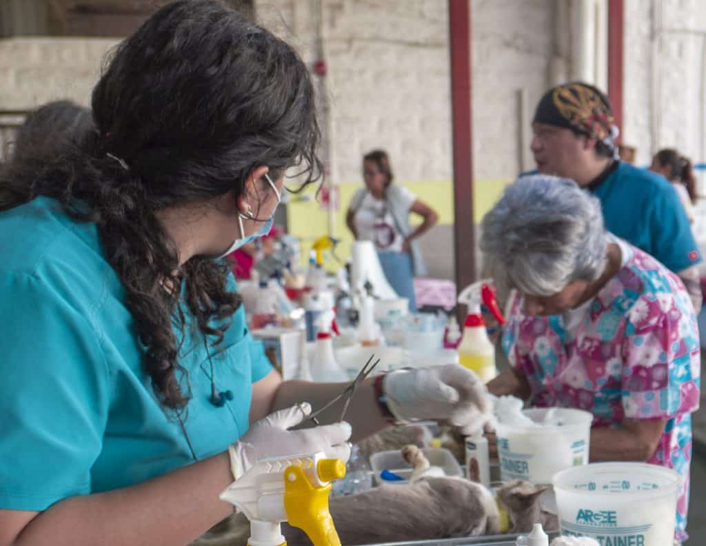The clinic itself was a model of efficiency. Registration was fast, the vets moved in rhythm, and owners as well as rescuers waited together, swapping stories and offering water bowls. There was no drama or grandstanding, only the steady hum of a community determined to make things better. The last two spay and neuter programs have also shown strong community backing: one was sponsored by Mailboxes Etc. in Casco Viejo, and this year’s clinic was supported jointly by Mailboxes Etc. and AVACA. By the afternoon, the vibe was one of deep relief. Tails wagged, owners smiled, and volunteers exhaled. What went in as nerves came out as gratitude, and the streets of Casco felt calmer because of it.