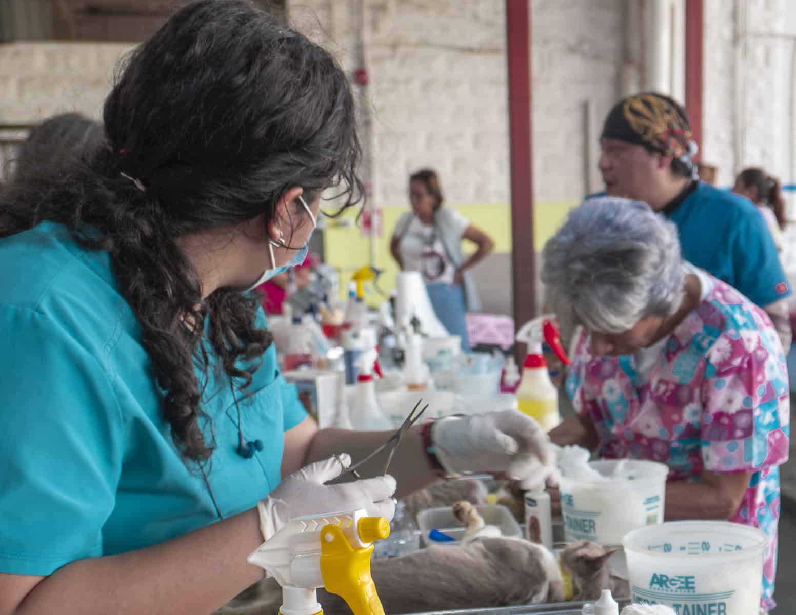 The clinic itself was a model of efficiency. Registration was fast, the vets moved in rhythm, and owners as well as rescuers waited together, swapping stories and offering water bowls. There was no drama or grandstanding, only the steady hum of a community determined to make things better. The last two spay and neuter programs have also shown strong community backing: one was sponsored by Mailboxes Etc. in Casco Viejo, and this year’s clinic was supported jointly by Mailboxes Etc. and AVACA. By the afternoon, the vibe was one of deep relief. Tails wagged, owners smiled, and volunteers exhaled. What went in as nerves came out as gratitude, and the streets of Casco felt calmer because of it.