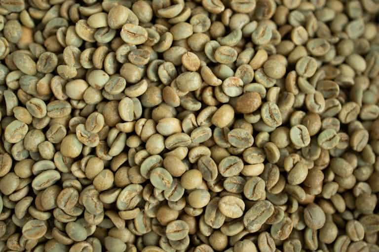 Close-up of fresh green Panama Geisha coffee beans from Boquete, ready for roasting at record price of $30,204/kg.