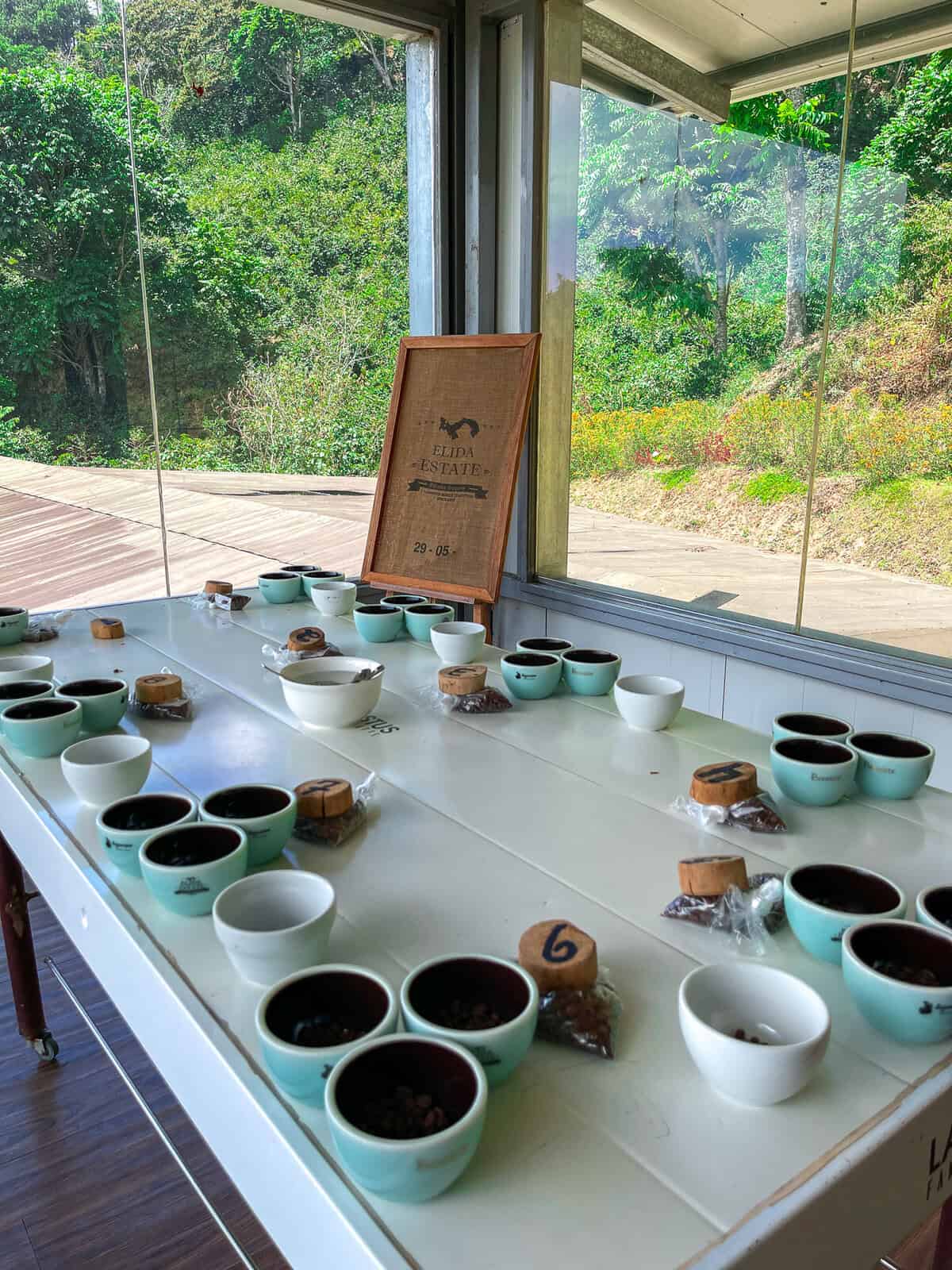 Coffee tasting setup at Elida Estate in Panama with cups arranged for cupping and forest views through glass windows