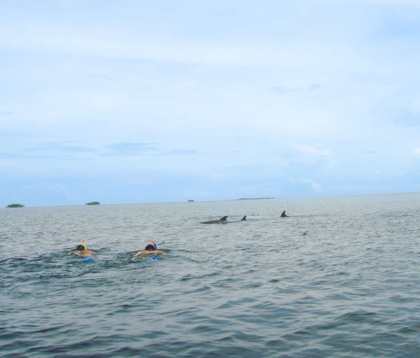 Dolphins swimming in open water near the San Blas Islands off Panama’s Caribbean coast