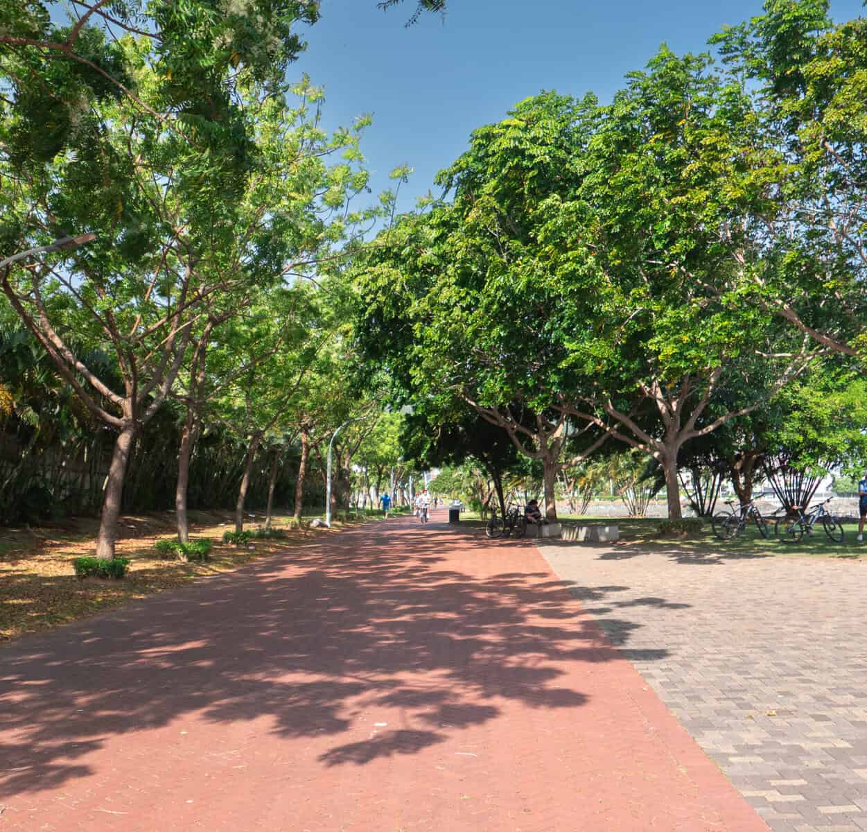 Tree-lined walking path on Cinta Costera 2 near Casco Viejo Panama with red jogging track, brick promenade, and shaded waterfront greenery.