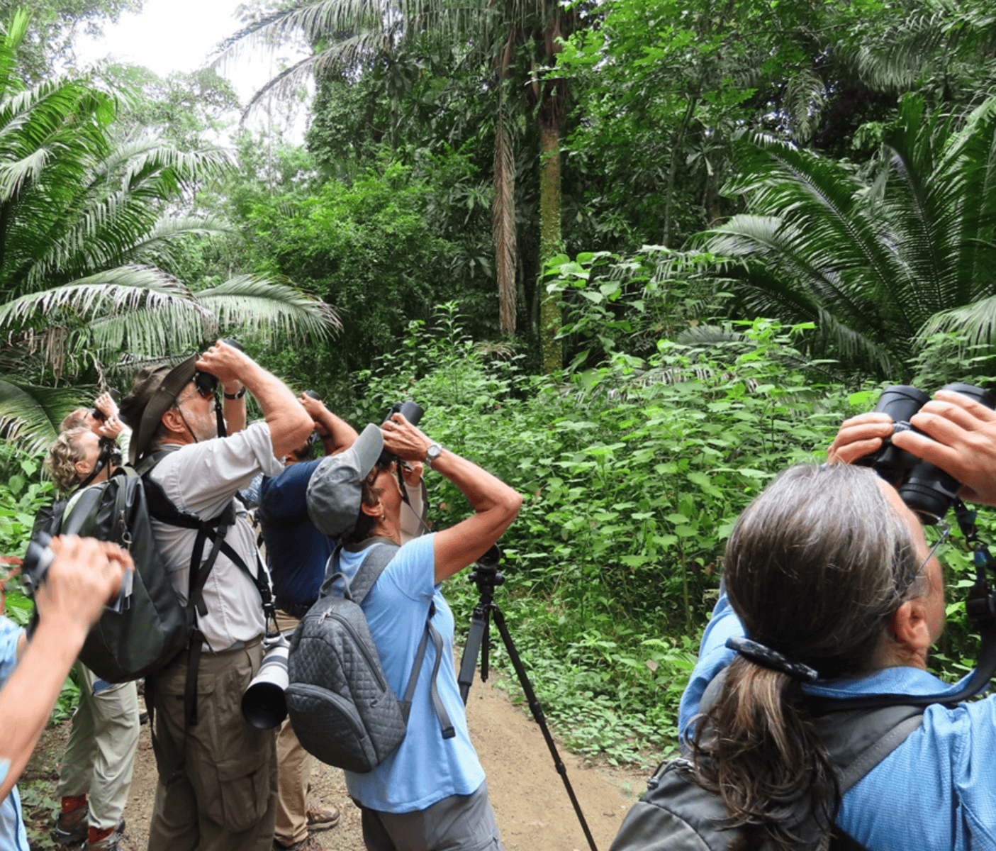 Birdwatching group searching the rainforest canopy along a jungle trail in Gamboa, Panama