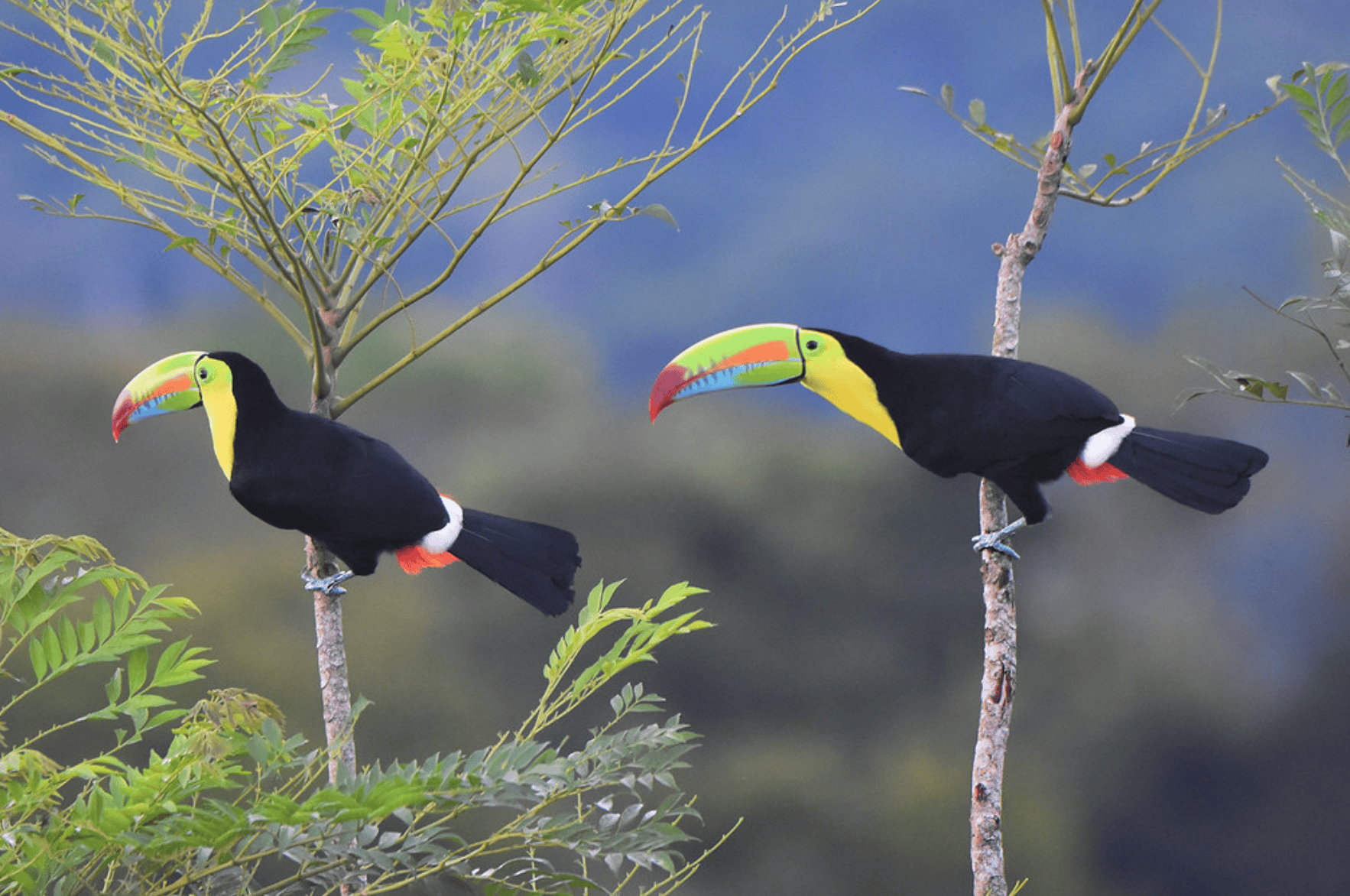 Keel-billed toucans perched on branches in the rainforest near Gamboa, Panama