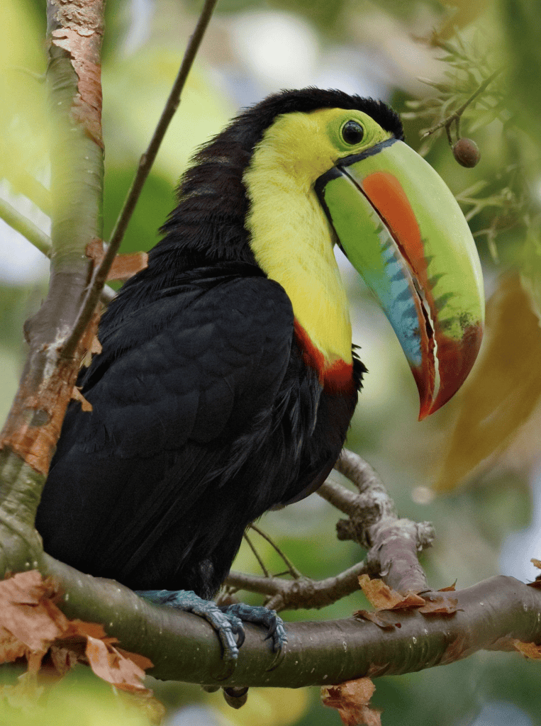 Keel-billed toucan perched in the rainforest canopy near Gamboa, Panama