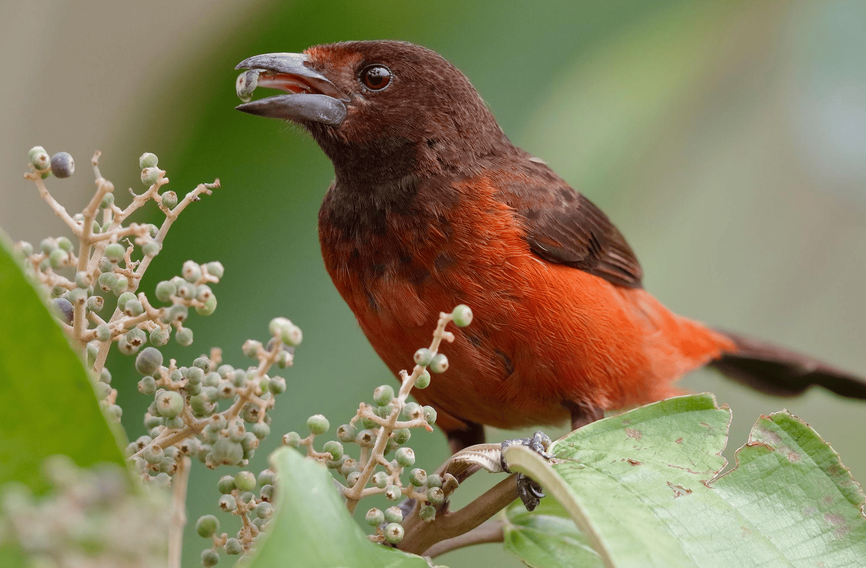 Crimson-backed tanager feeding among rainforest foliage near Gamboa, Panama
