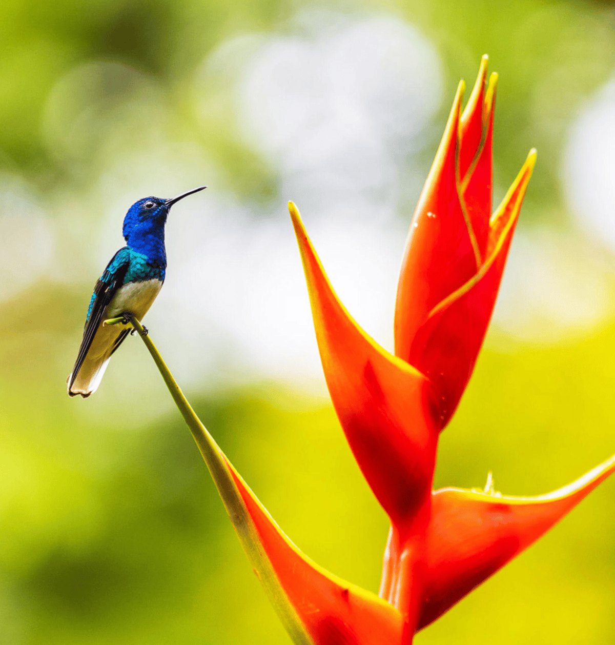Blue hummingbird perched beside a heliconia flower in the rainforest near Gamboa, Panama
