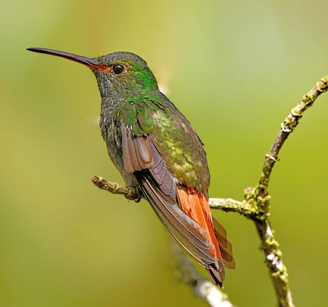 Rufous-tailed hummingbird perched on a branch in the rainforest near Gamboa, Panama