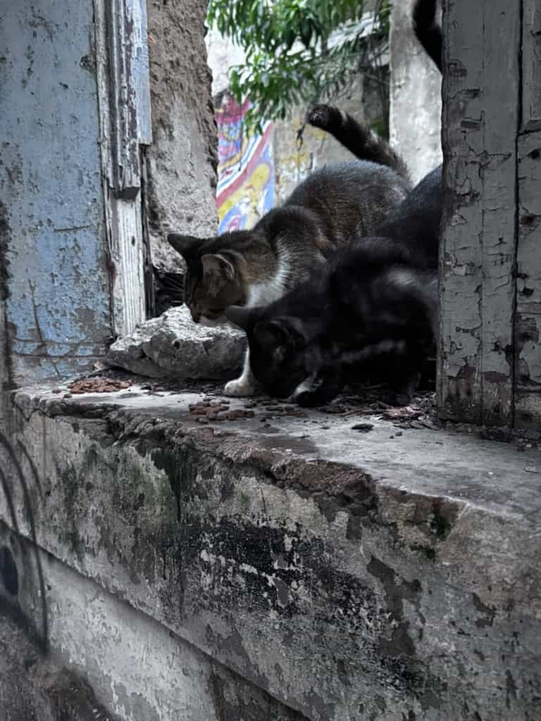 Community cats sharing a feeding station in Casco Viejo, Panama City, Panama