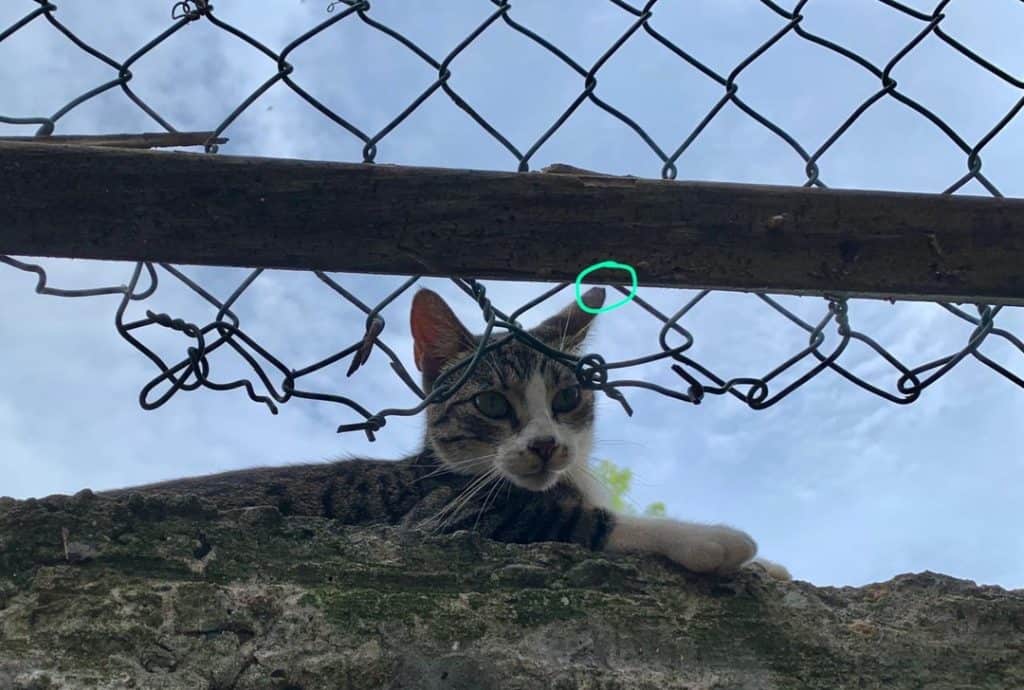 Ear-tipped community cat resting on a historic wall in Casco Viejo, Panama City, Panama